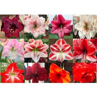 Mixed Amaryllis Bulbs Random Mix Healthy Bulbs Free Shipping You Choose Amount | Etsy (US)