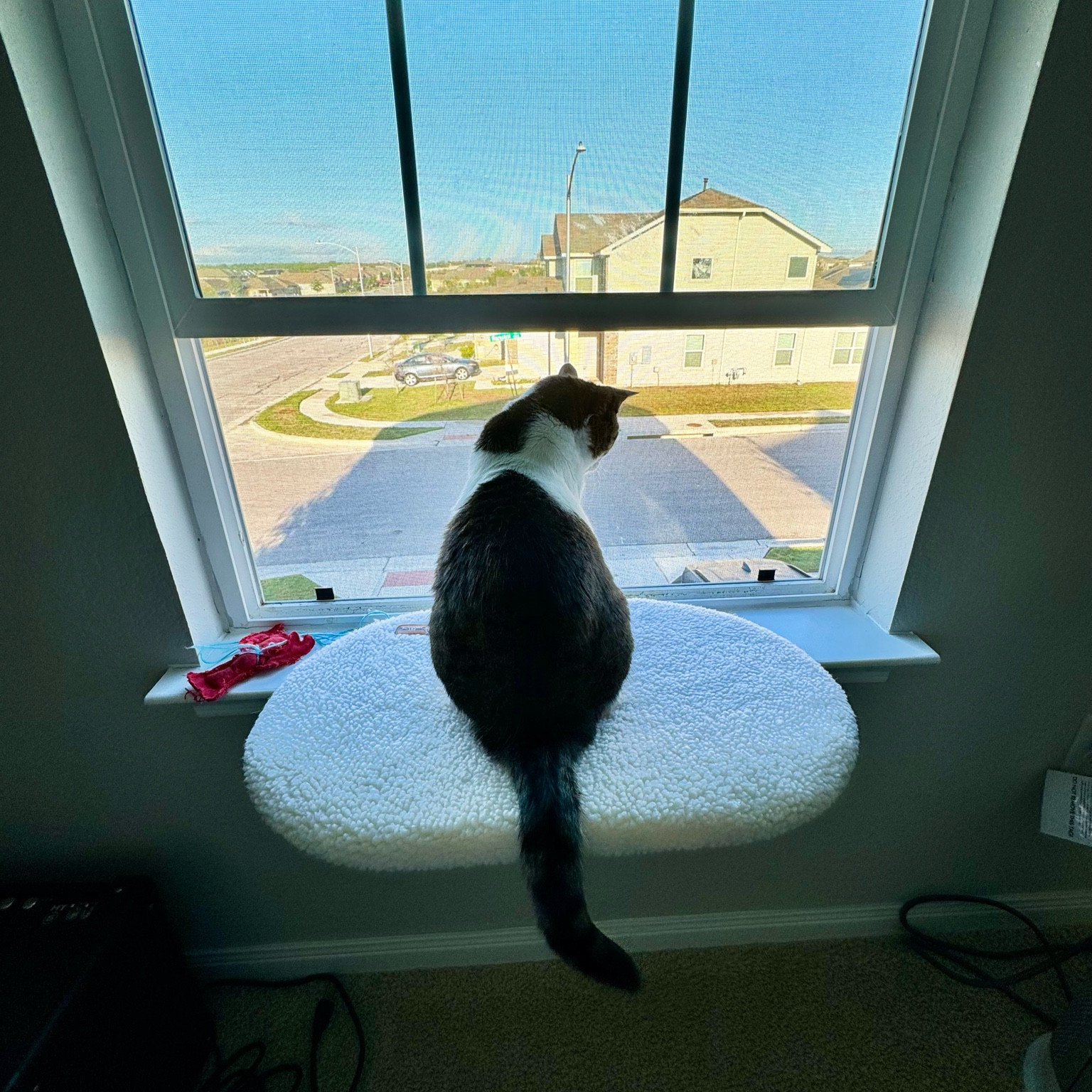 On her perch 😻

#LTKstyletip #LTKfindsunder50 #LTKhome