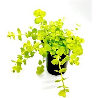 4 in. Creeping Jenny Plant (10-Pack)-21940 - The Home Depot | The Home Depot