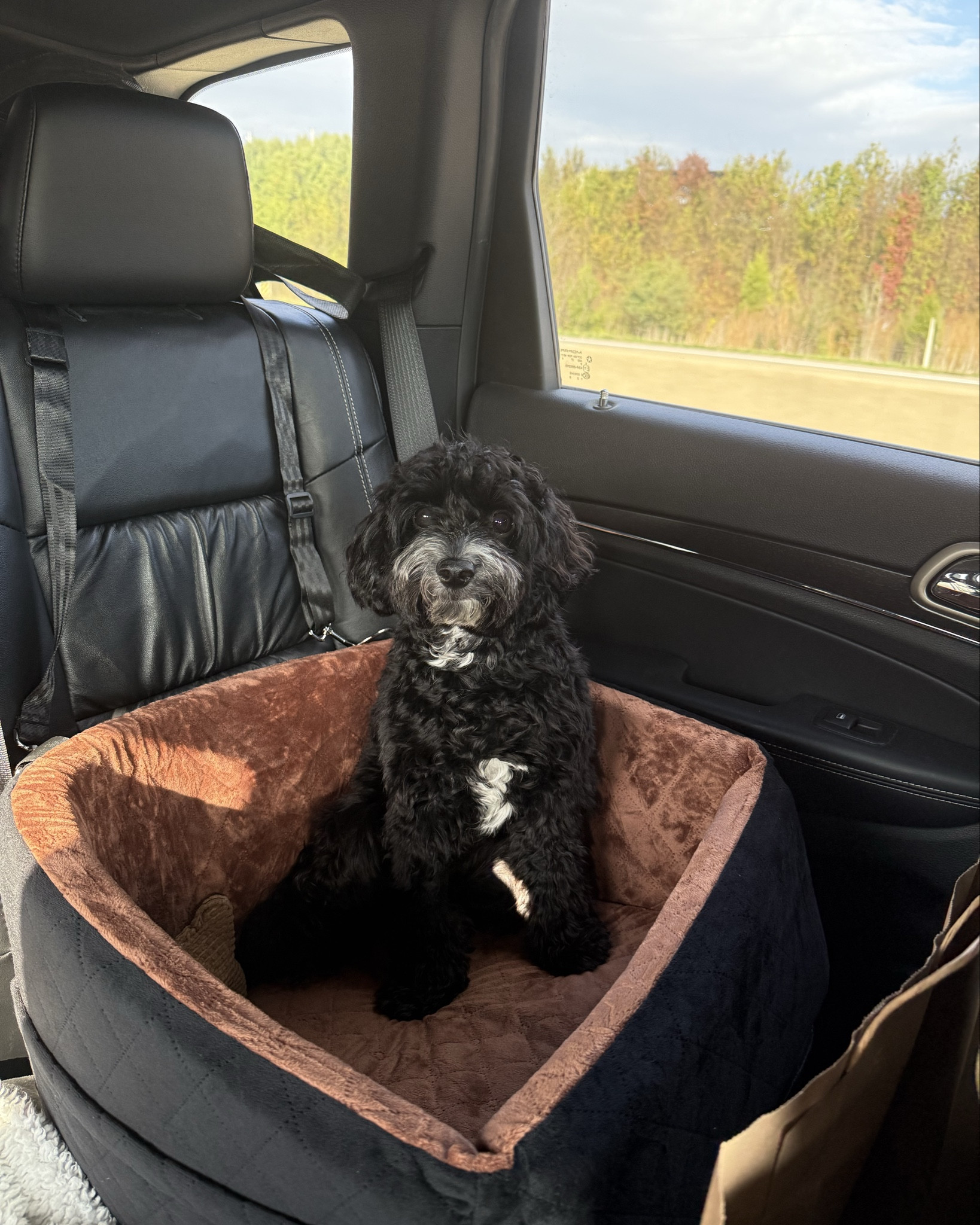 Dog seat for small dogs 

#LTKFindsUnder50 #LTKFamily #LTKFindsUnder100