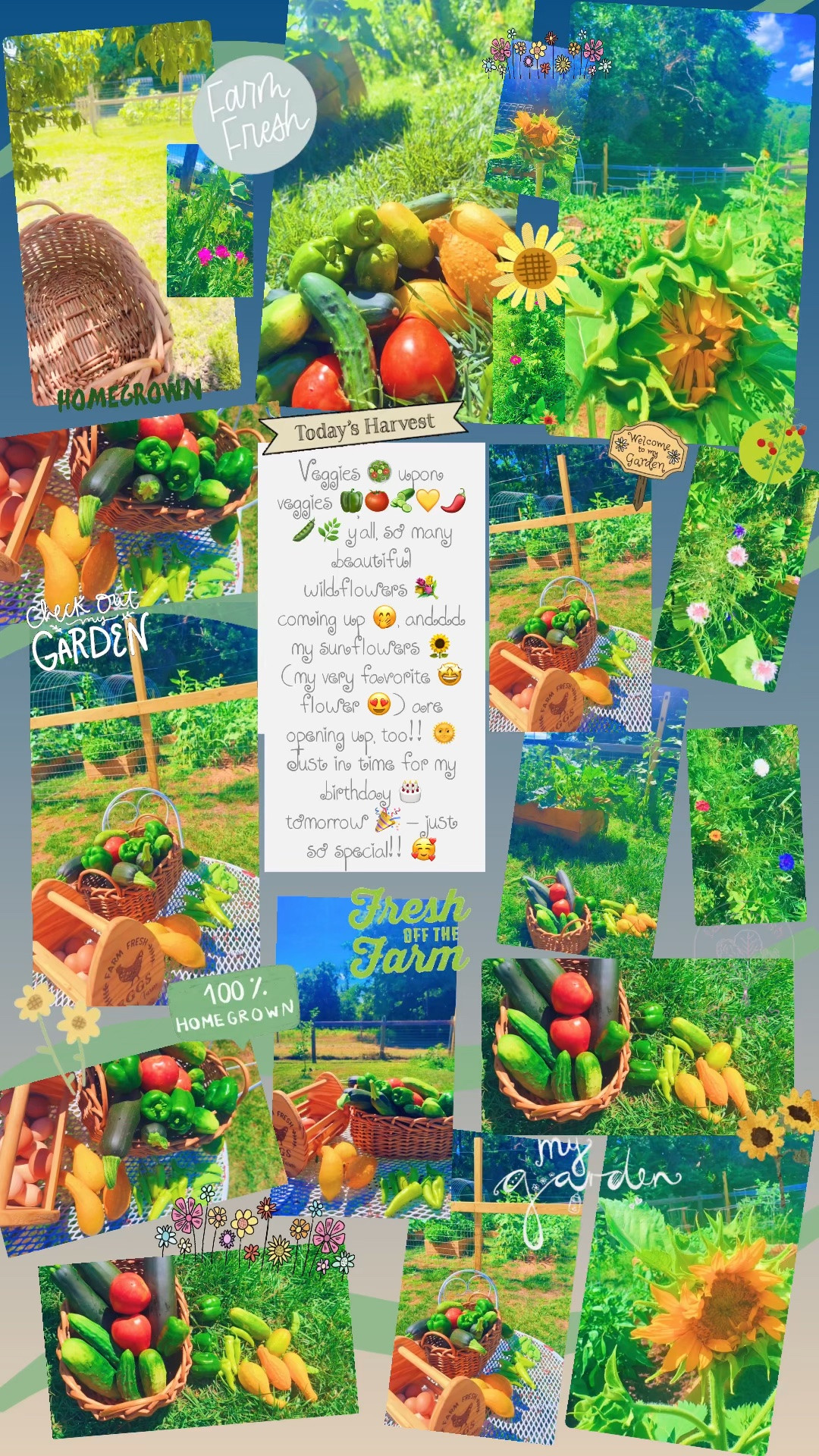 We are overflowing with farm fresh veggies y’all! 👩‍🌾 Veggies 🥗 upon veggies 🫑🍅🥒💛🌶️🫛🌿 y’all, so many beautiful wildflowers 💐 coming up 🤭, anddd my sunflowers 🌻 (my very favorite 🤩 flower 😍) are opening up, too!! 🌞 Just in time for my birthday 🎂 tomorrow 🎉 - just so special!! 🥰