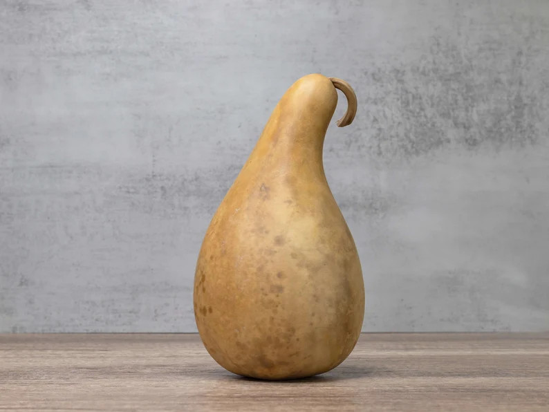 3 Penguin Gourds 810, Dried Gourds for Crafting and Decorating - Etsy | Etsy (US)