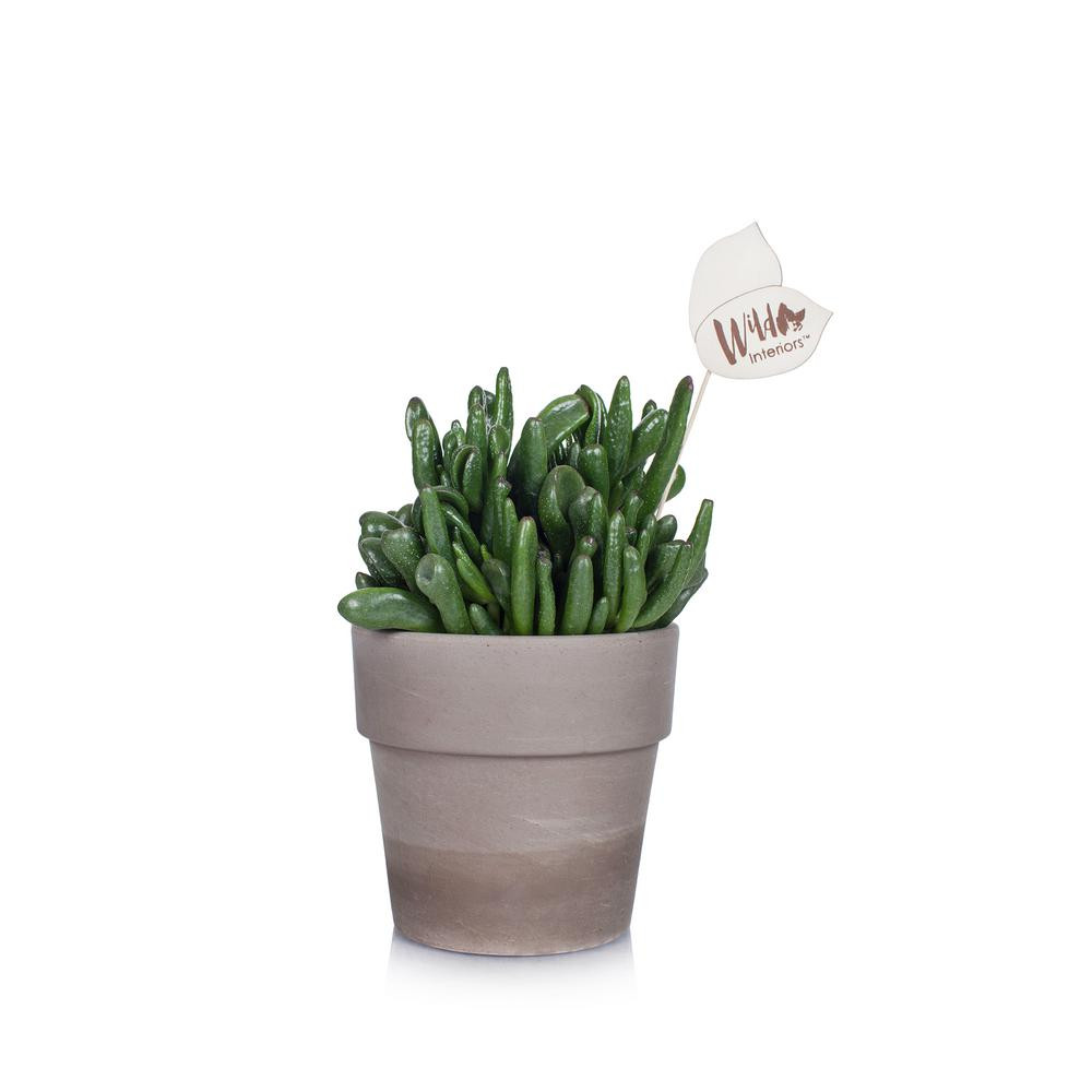 Green Circle Growers Wild Interiors 5 in. Crassula Succulent in a Terra Cotta Pot | The Home Depot