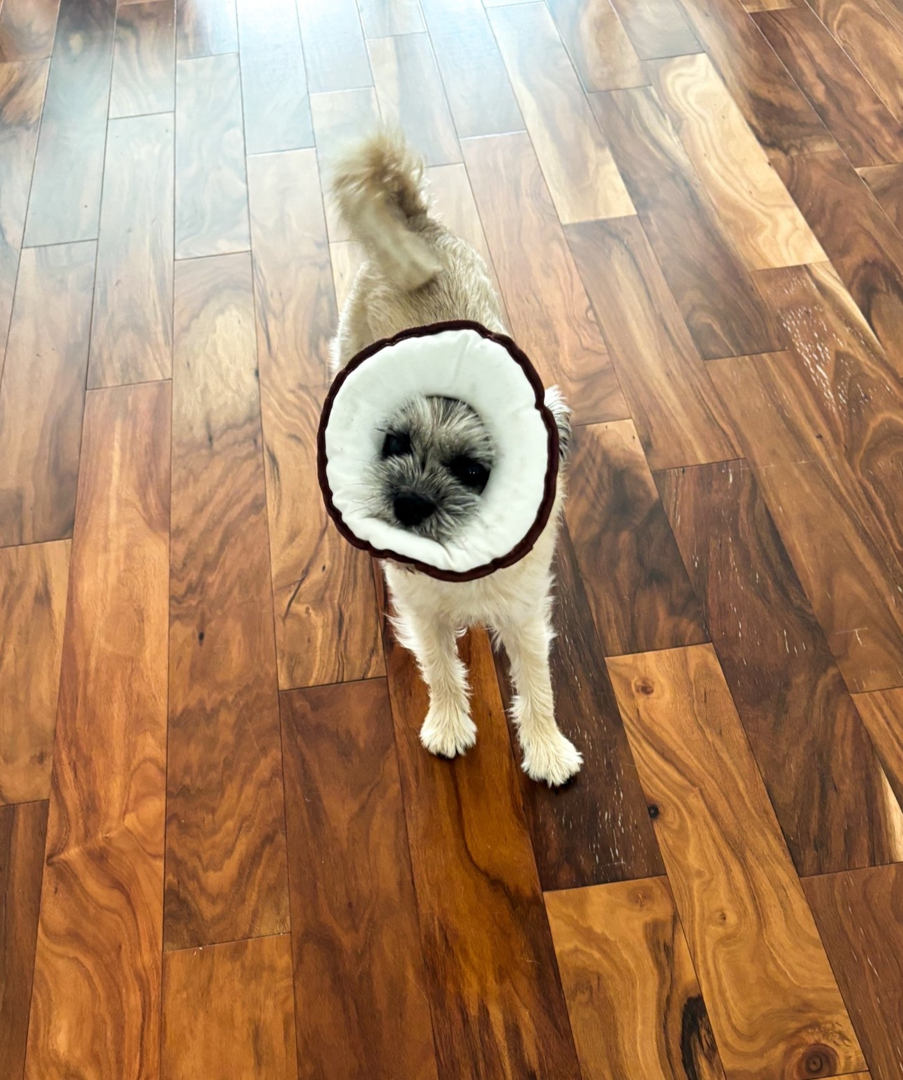 When your dog decides the new canvas plush toy makes a great halo. 🍩🐶 Testing out the Pata Pal Donut Disk from their durable, non-toxic 3-pack chew toy set! Perfect eco-friendly toy for small and medium dogs.

#LTKHome #LTKmomlife #LTKdayinmylife