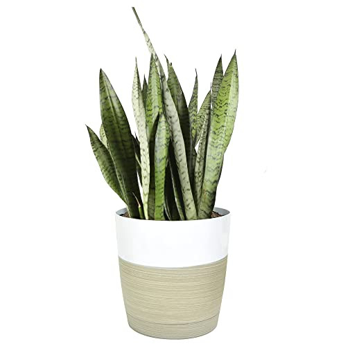 Costa Farms Premium Sansevieria, Live Indoor Snake Plant, Ships in Decor Planter, 2-Feet Tall | Amazon (US)