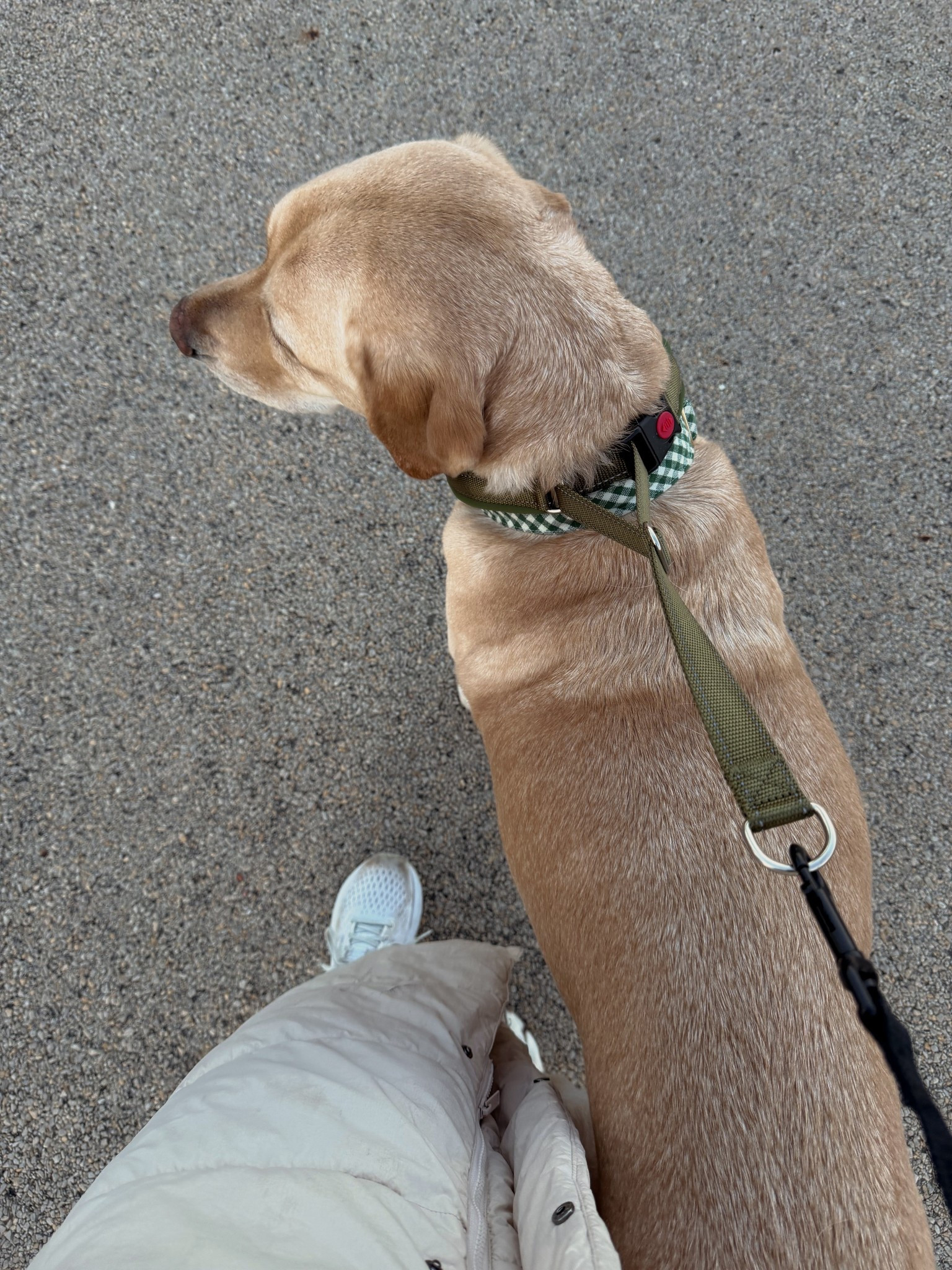 the collar i got for my dog that actually doesn’t let him pull me 