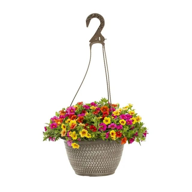 Better Homes & Gardens 2QT Multicolor Calibrachoa Live Plant Hanging Basket Sun | Walmart (US)