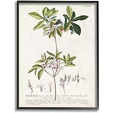 Stupell Industries Botanical Plant Illustration Pink Flowers Vintage Black Framed Wall Art, 16 x ... | Amazon (US)