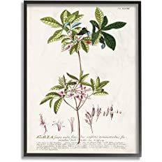 Stupell Industries Botanical Plant Illustration Pink Flowers Vintage Black Framed Wall Art, 16 x ... | Amazon (US)