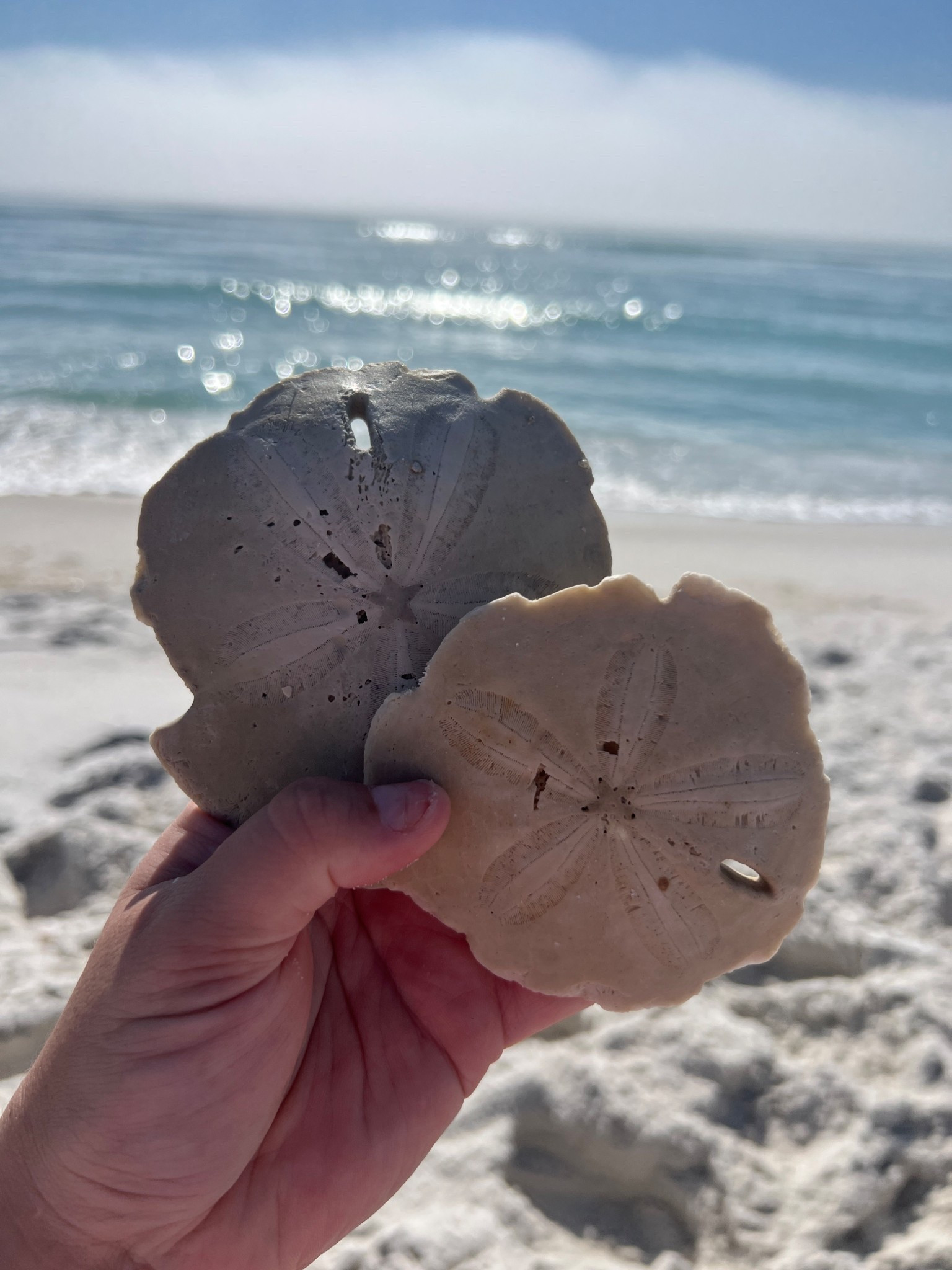 Shell finds from Target🐚
Perfect for spring break! #seashells