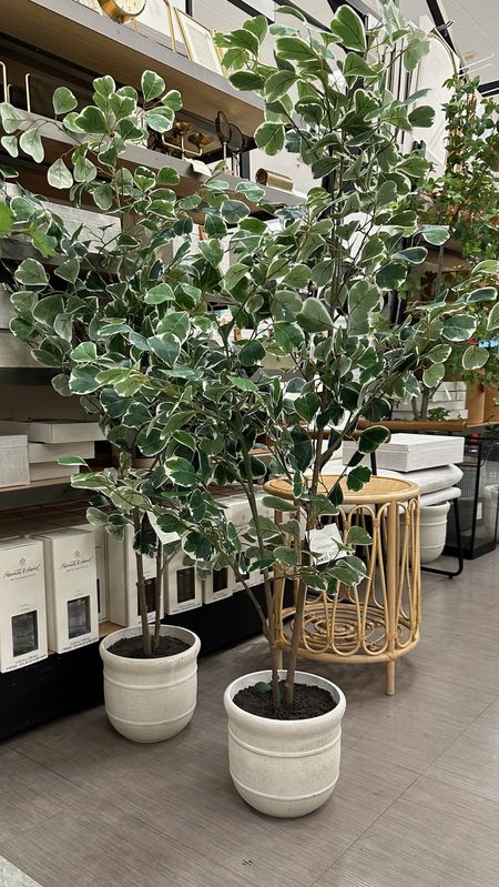 How cute are these faux ficus trees at Target?! 💚

#LTKhome #LTKstyletip #LTKSeasonal