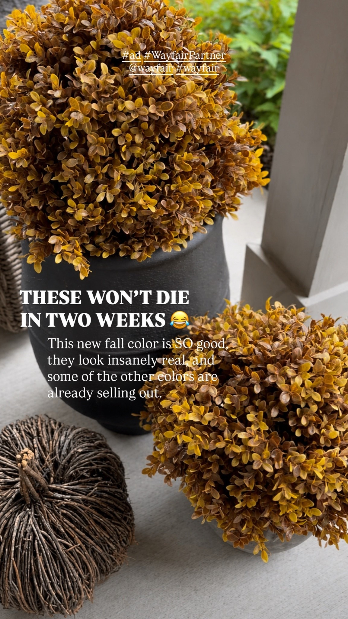 #ad These faux fall plants have been so popular and I totally get why. They look SO real and they look so good on a porch mixed in with pumpkins and other fall decor. This new color is probably my favorite, and unlike real fall plants, these aren’t going to be dead in two weeks 😂 Some of the other colors are already selling out too.

@Wayfair #WayfairPartner

#LTKSaleAlert #LTKHome