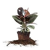 Perfect Plants Variegated Rubber Plant | Ficus Elastica 'Ruby' | Live Indoor Houseplant | Unique Hom | Amazon (US)