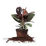 Perfect Plants Variegated Rubber Plant | Ficus Elastica 'Ruby' | Live Indoor Houseplant | Unique Hom | Amazon (US)