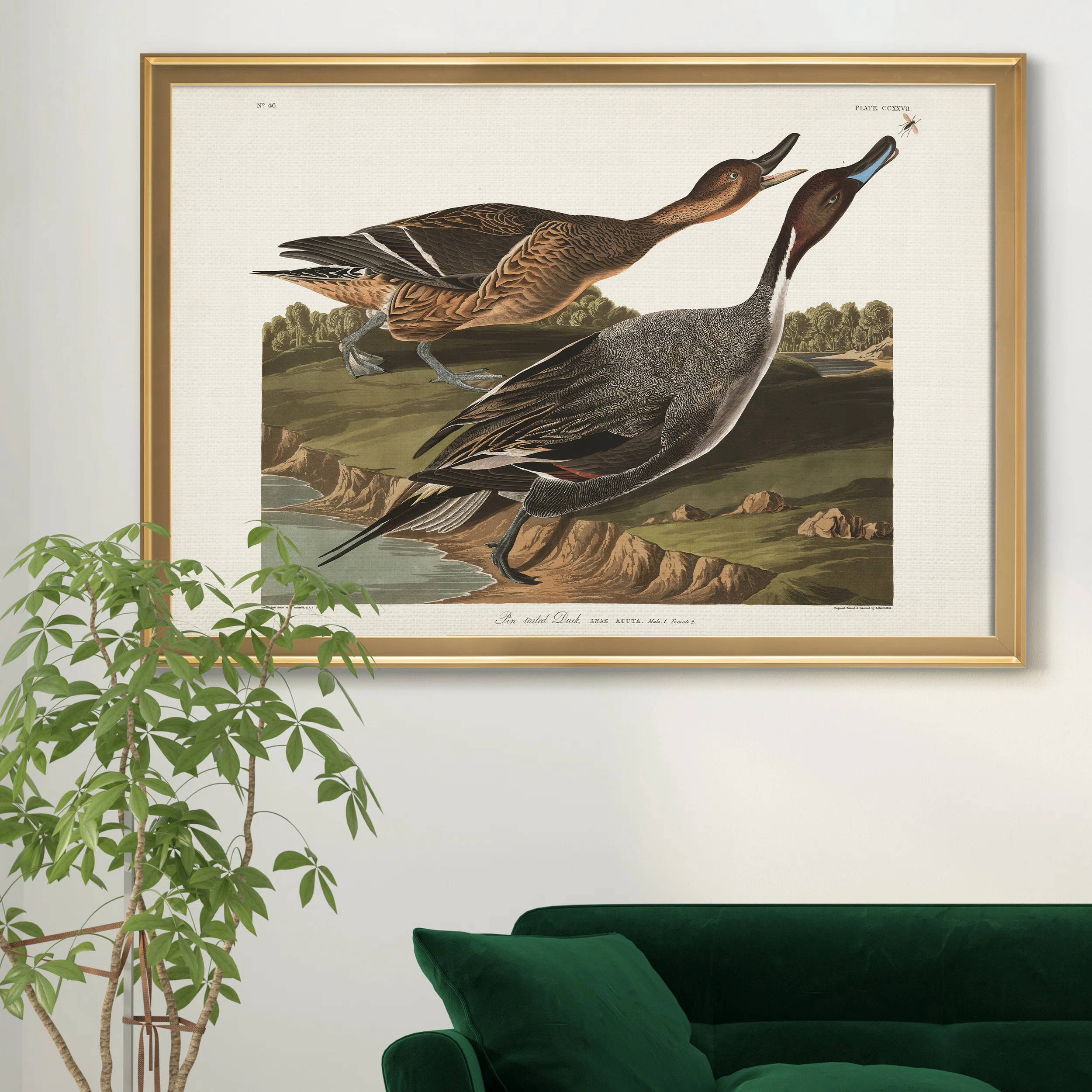 " Pin Tailed Duck " | Wayfair North America