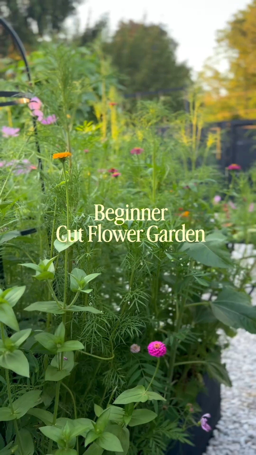 The easiest way to start a cut flower garden? Don’t overthink it. 🌸

You don’t need a huge yard, expensive supplies, or a perfectly planned layout.

Start with a raised bed (or pots) a quality flower seed mix, sunshine, and water… then let nature do the rest.

I’ve rounded up everything that’s helped me grow armfuls of flowers right here in my Beginner Cut Flower Garden collection.