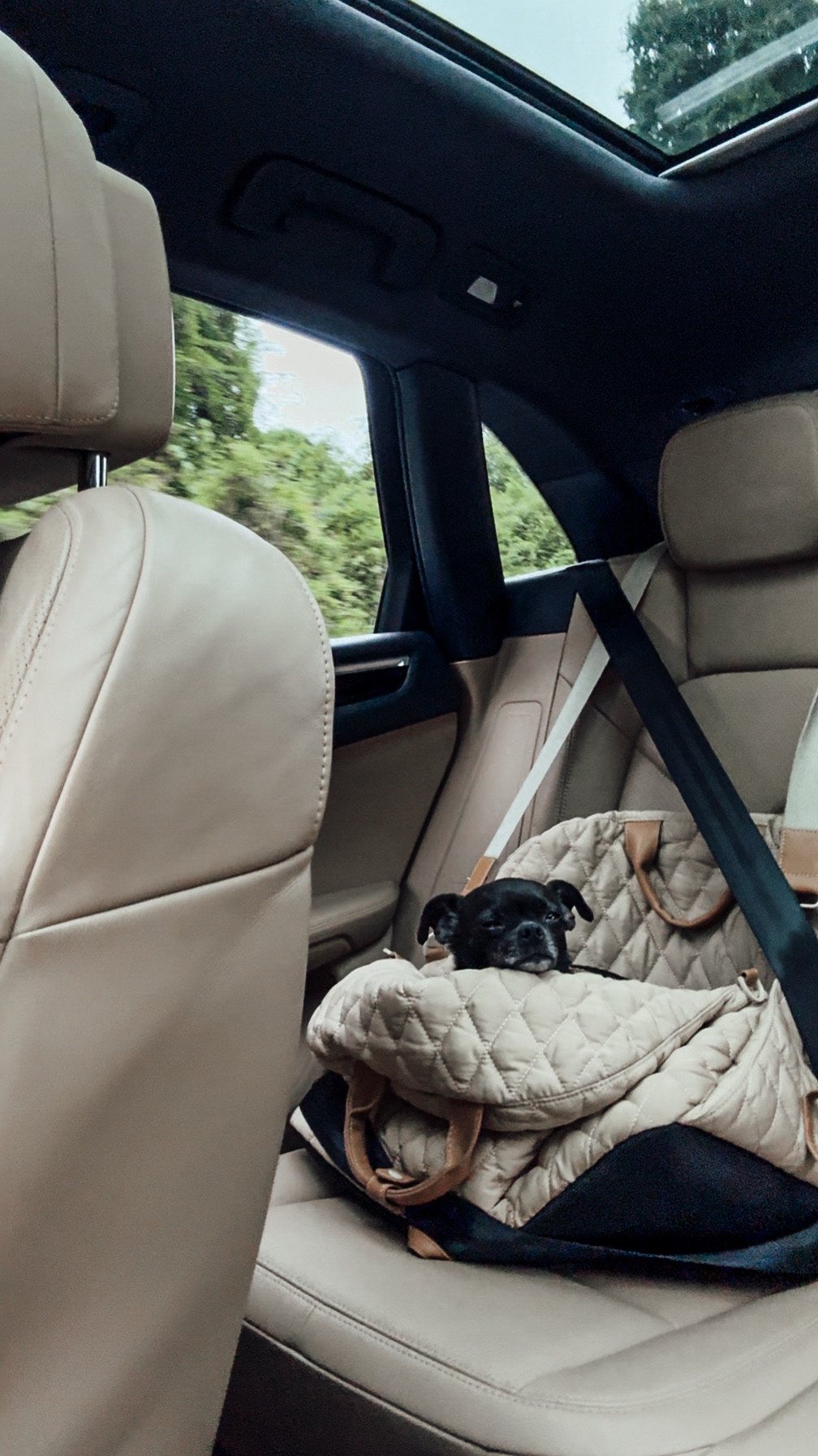 Dog Car Seats

 Scroll to shop. I’m so glad you’re here. 

#LTKPet

#LTKHome #LTKmomlife #LTKActive