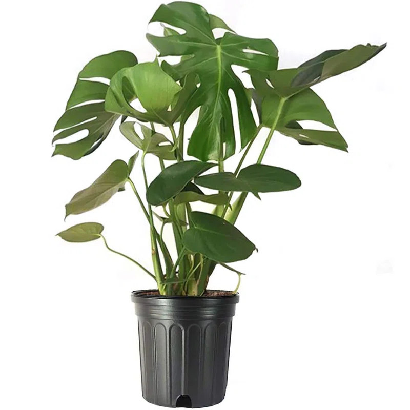 American Plant Exchange Live Monstera Deliciosa Low Maintenance Plant | Wayfair North America