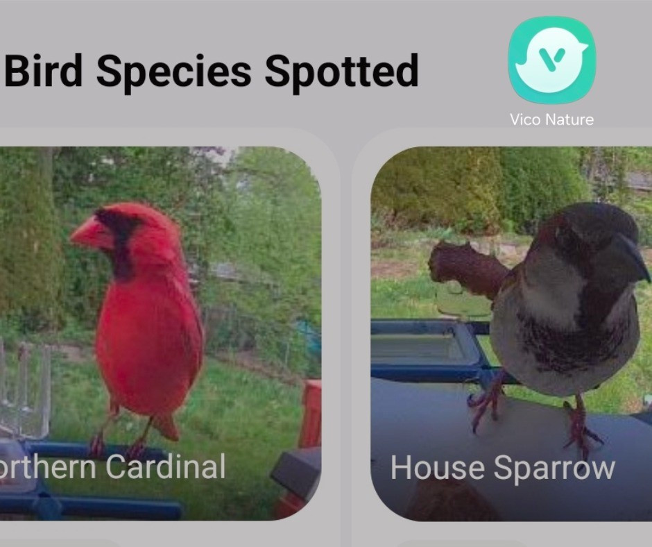 OBSESSED... With my video bird feeder! Seriously it's So much fun!! I'll post some of my birds..  I can't do photo and video in same post apparently anymore 😕.. It's ok this thing is so fun it's worth two posts.  So here's the thing unlike plants 🪴 I ONLY like birds 🐦 OUTSIDE 🤣 but they're very cute especially on my little videos from my yard 😊GREAT news when I went to find you a 🔗 it's on sale 💃💃💃 I didn't even plan that 🎉#Amazon #amazonfinds #birds #birdfeeder

#LTKHome #LTKOver40 #LTKdayinmylife