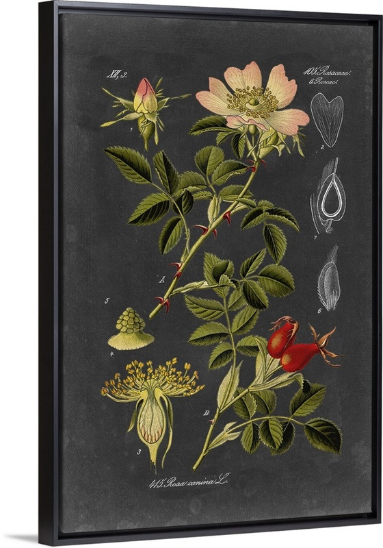 Midnight Botanical I | Great Big Canvas - Dynamic