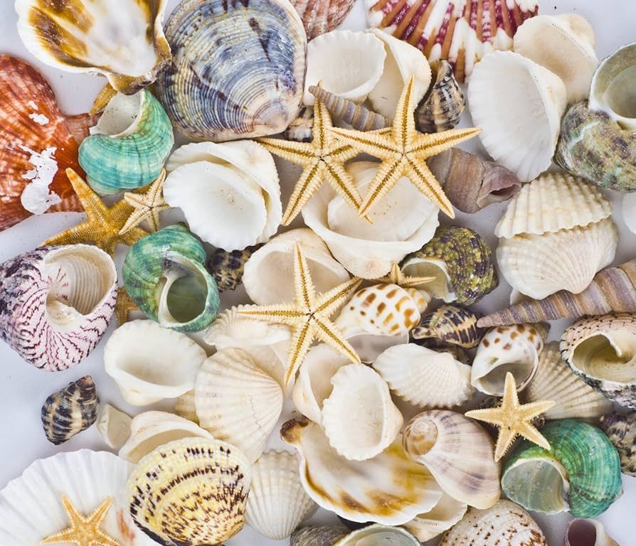 Famoby Sea Shells Mixed Beach Seashells Starfish for Beach Theme Party Wedding Decorations DIY Cr... | Amazon (US)