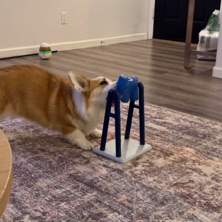 Willo’s favorite puzzle toy- it’s actually only $12 