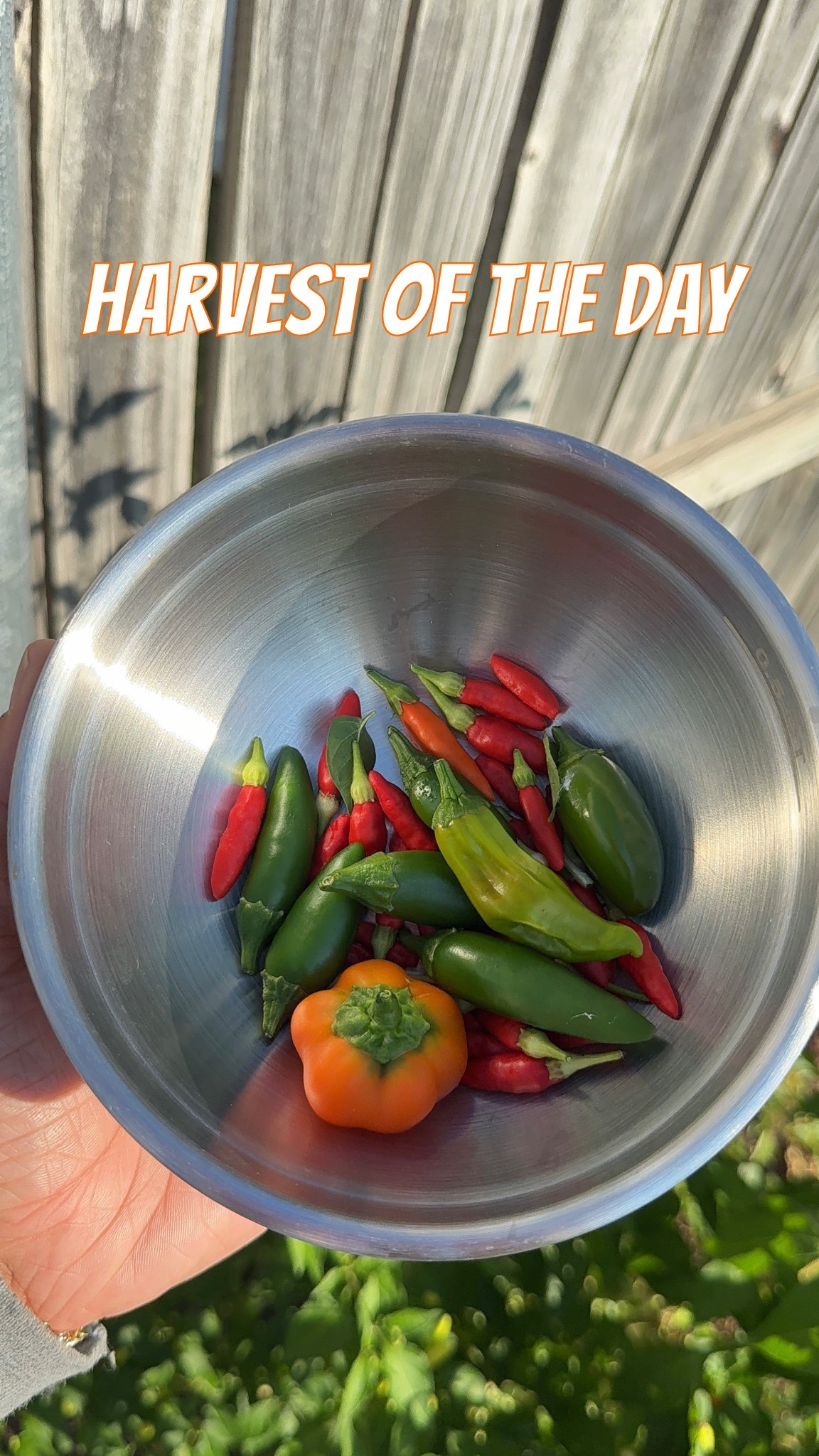 🪴On today’s episode of #whatinthegarden I harvested my Tabasco peppers, chives, jalapeños, a pepperoncini and my tiny orange bell pepper🤤😍 I’m going to make some salsa and then add chives to my mashed potatoes🤤🤤

My green beans are starting to really grow too🥹🥹 if you havent started your garden yet, then you’re missing out!!  If I can do it, you can too cause I used to kill Aloe Vera😂😂😂 

Just plant it besties!🪴💗
#simplymadisynn #gardenupdate #harvestseason #harvesting #backyardgarden #homemade 

#LTKFallSale #LTKFindsUnder50 #LTKHome