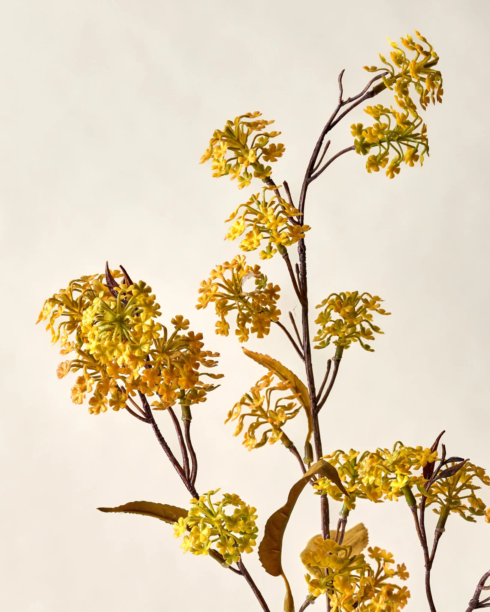 Elderberry Stem | Magnolia