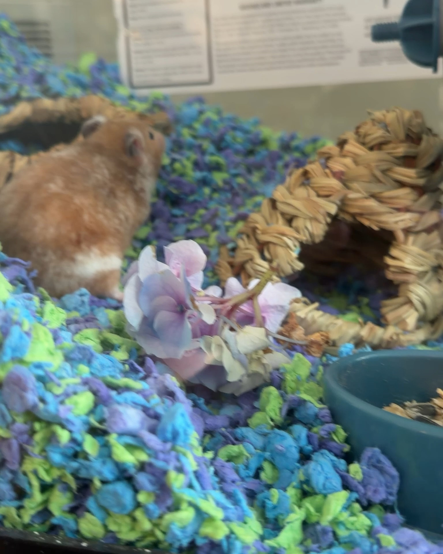 My little baby🐹 I adopted her in PET smart. She's already been with me for a year and a few months, she's a bit stubborn but I love her

#LTKdayinmylife #LTKmomlife #LTKmorningroutine