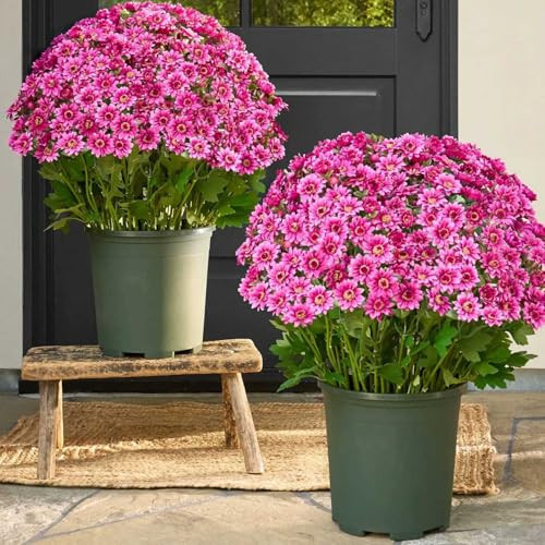 Funsdecor Mums, Artificial Sunset Mums, Artificial Outdoor Sunset Mums Flowers - UV Resistant, Waterproof, Windproof, Fake Fall Flower Daisy With Eucalyptus, Look Real, Full, Vibrant (5Bundle Pink) | Amazon (US)