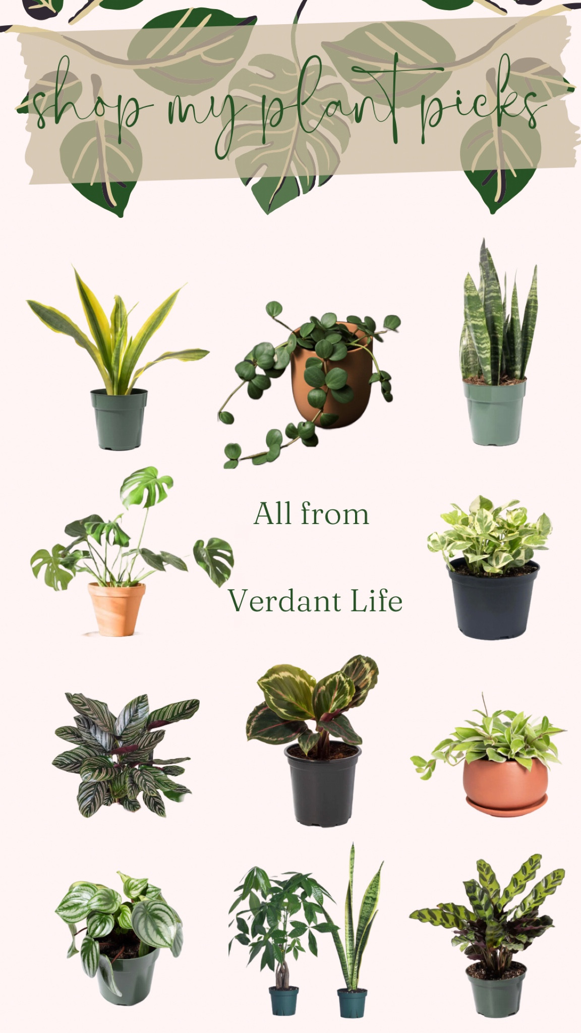 Shop my favorite plant picks!! Become the plant mom or dad you have always dreamed of with these easy to care for plant babies! 

#LTKhome #LTKFind #LTKGiftGuide