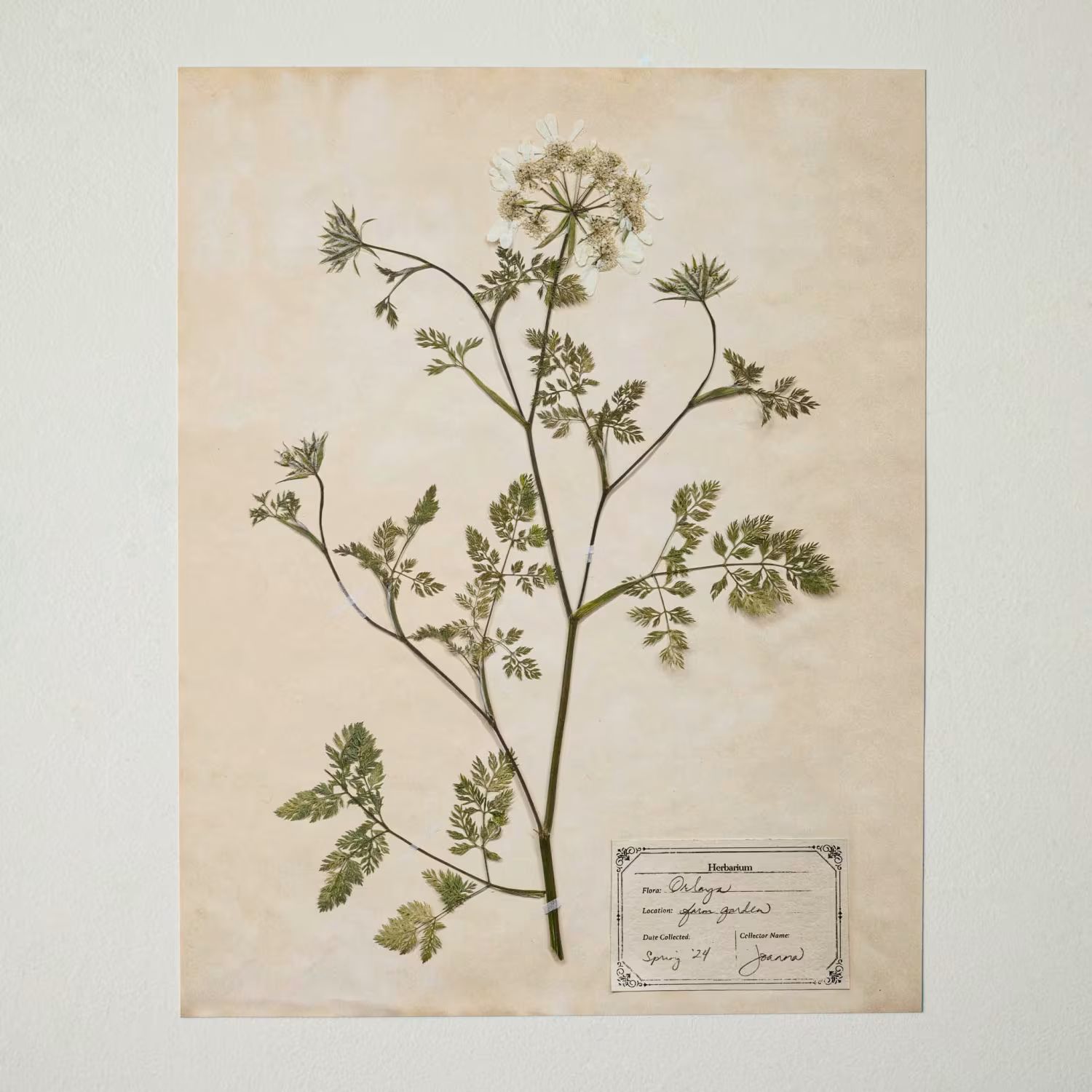 Jo's Hand Pressed Herbarium Prints - Orlaya '24 | Magnolia