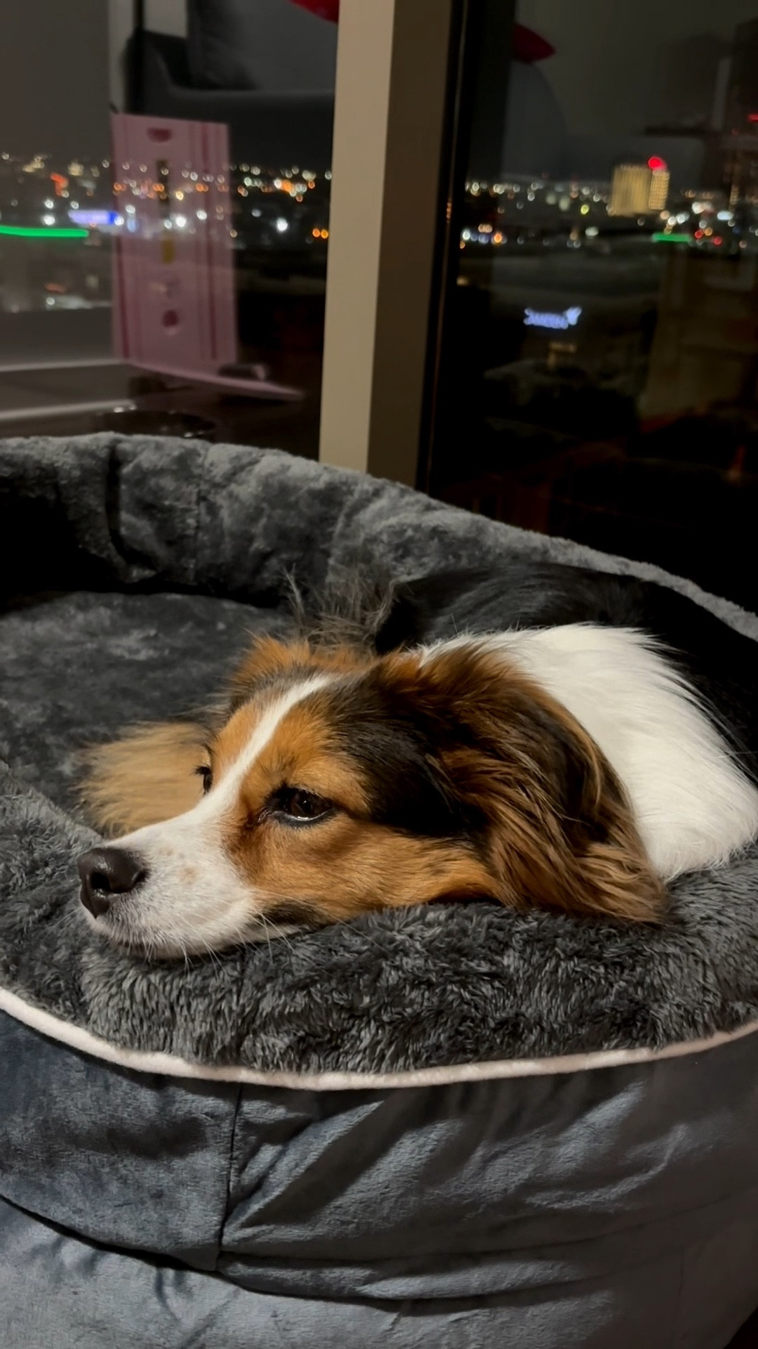 My dog is a little quirky and doesn’t love dog beds - she much prefers the floor! However, this orthopedic bed seems to meet her approval. Is it oh so soft! Ellie is 25lbs and is in a large.

Dogs, dog bed, puppies, puppy, orthopedic, comfy, benefits

#LTKHome #LTKselfcare #LTKstorytime