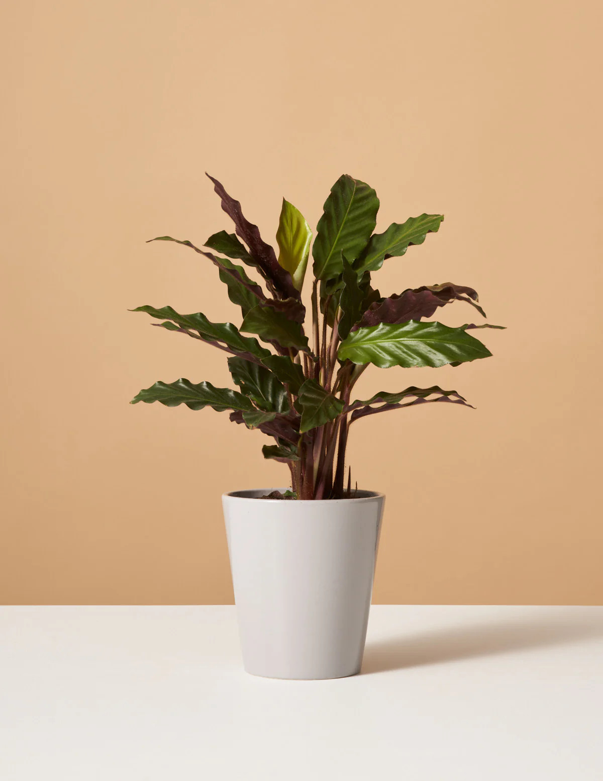 Calathea Wavestar | The Sill