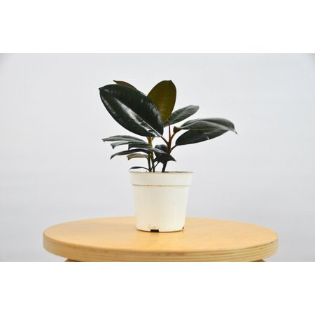 Ficus Elastica Burgundy Plant - In 4"" Pot / 'Rubber Plant' | Walmart (US)