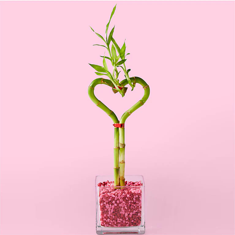I Heart You Bamboo Plant | Proflowers