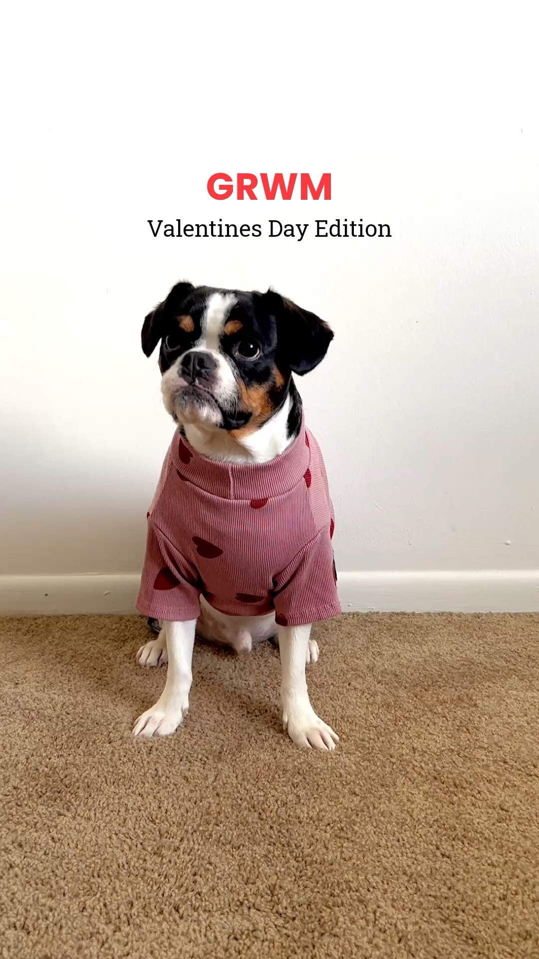 GRWM but make it a dog edition 🐾❤️
Getting Rio ready in his valentines outfit for Valentines Day, and I’m not okay over how cute this sweater is 😭

I linked the exact one Rio is wearing plus similar dog clothes on my LTK. For sizing reference, Rio’s sweater is a size XL — they run pretty small, so definitely size up if you’re between sizes!

Such a fun way to dress your pup for the season 💕

#LTKSaleAlert #LTKootd #LTKgrwm