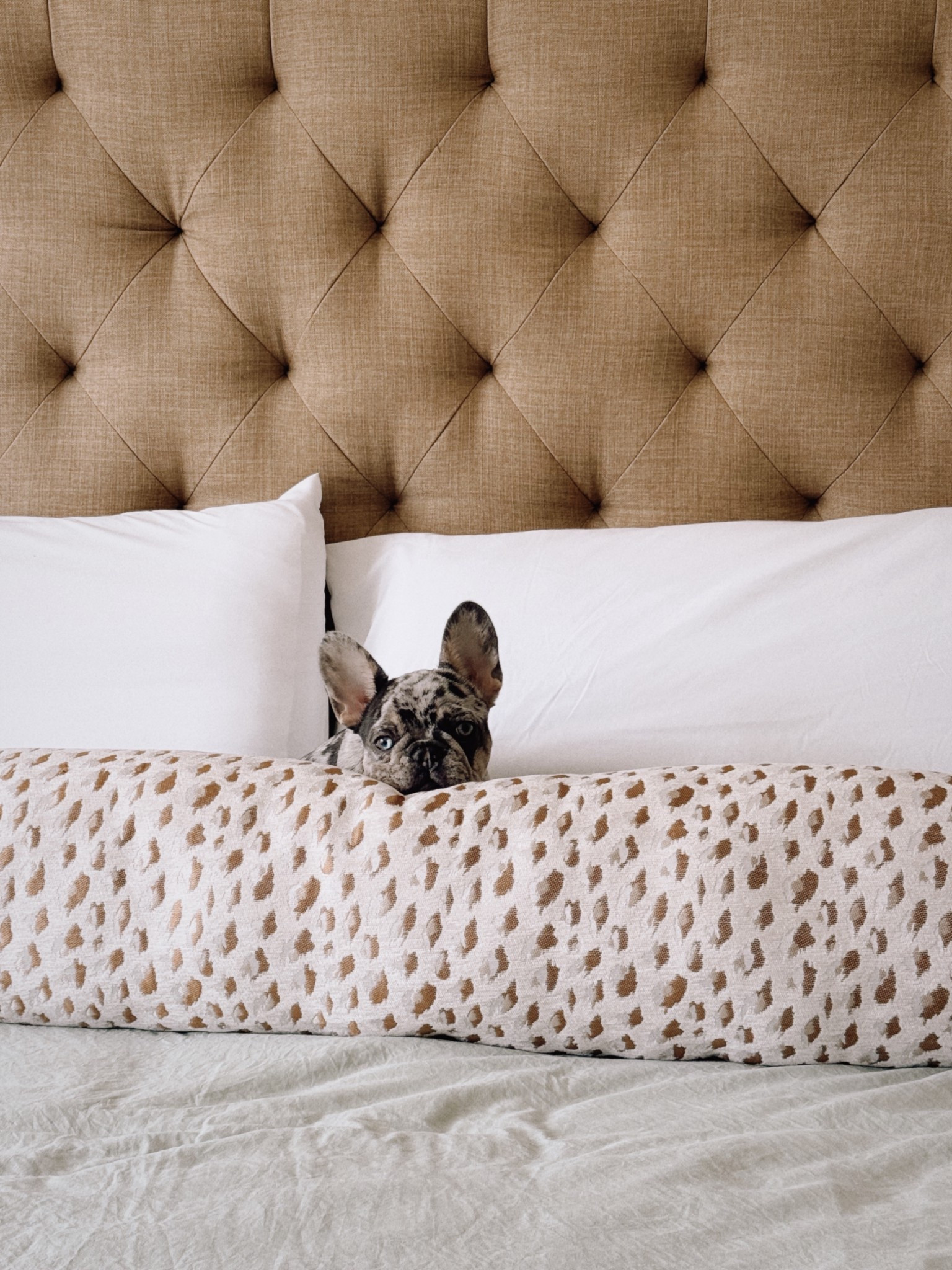 Viral Walmart Bolster pillow is restocked and pup approved of course!!! Under $13, you have to have it! 

#LTKSaleAlert #LTKHome #LTKmorningroutine