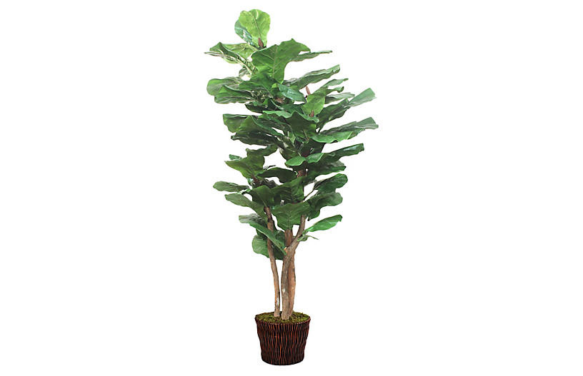 85" Lush Fiddle-Leaf Tree w/ Basket, Faux | One Kings Lane