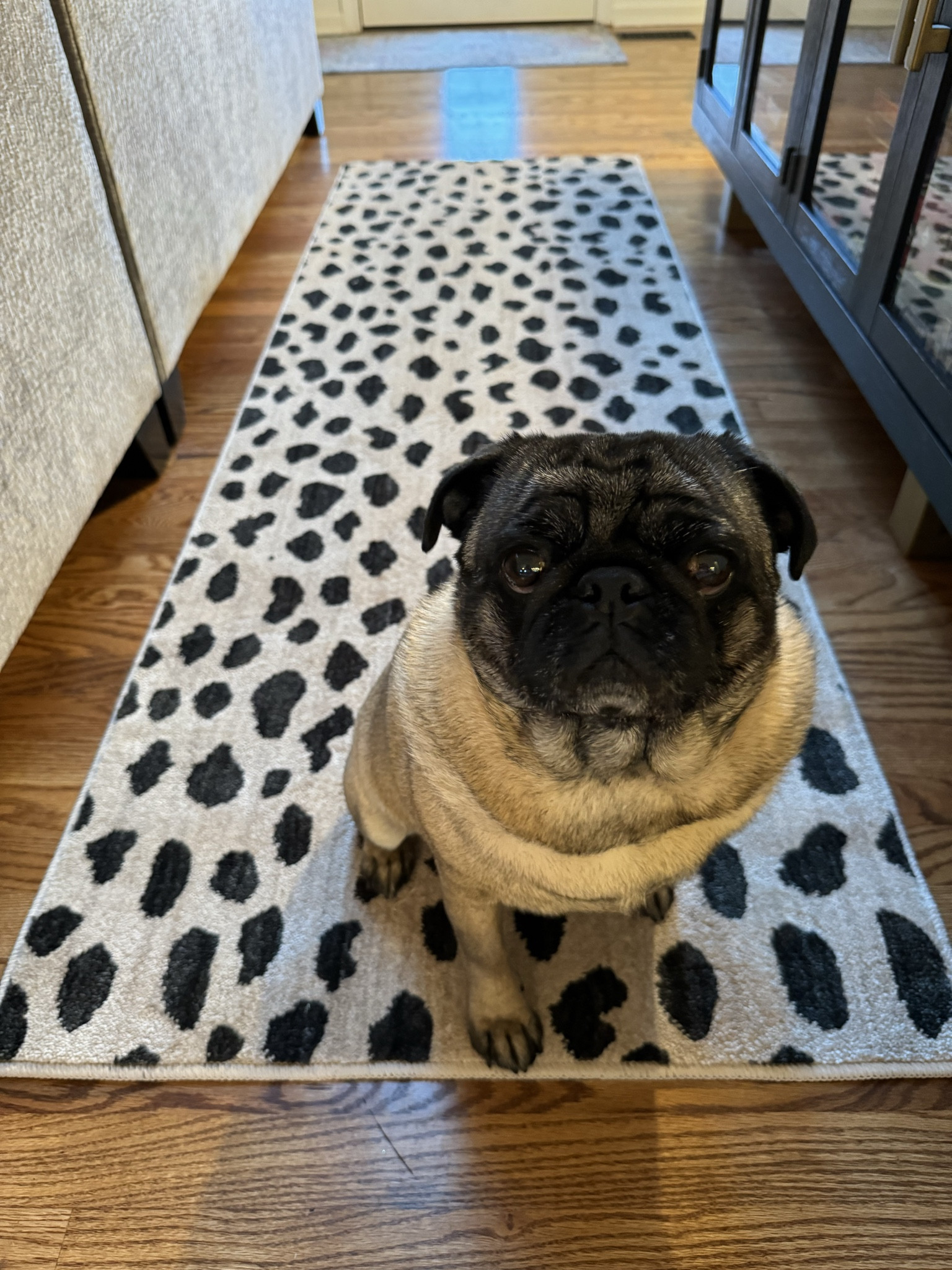 Found 2 gorgeous runners at target… doing a light home refresh for the new year feels good. And these are super affordable and good for people with pups! Iykyk 😉

#LTKhome #LTKfindsunder100 #LTKover40