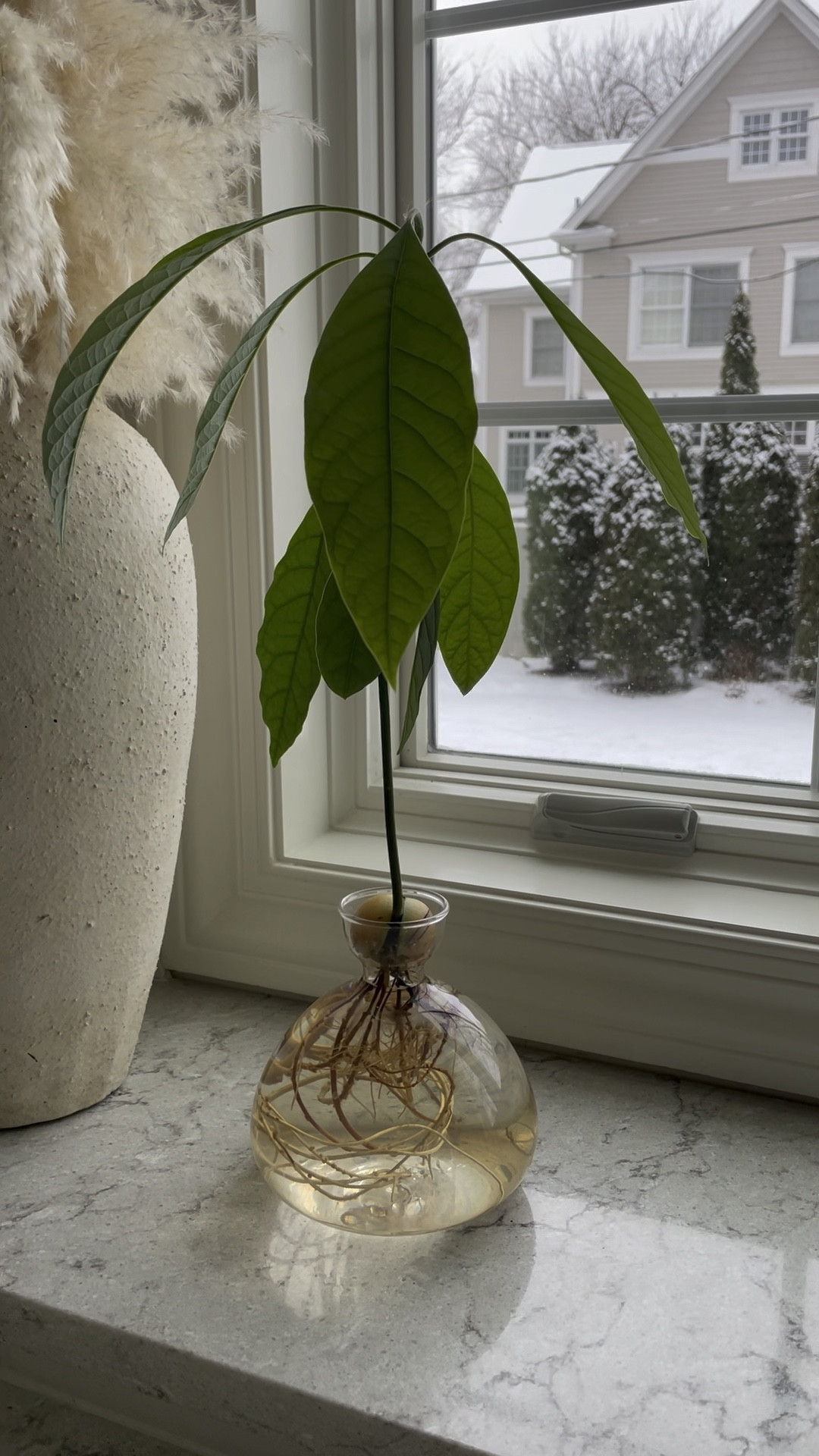 Obsessed with my avocado tree vase 🥑

#LTKVideo #LTKfindsunder50 #LTKhome