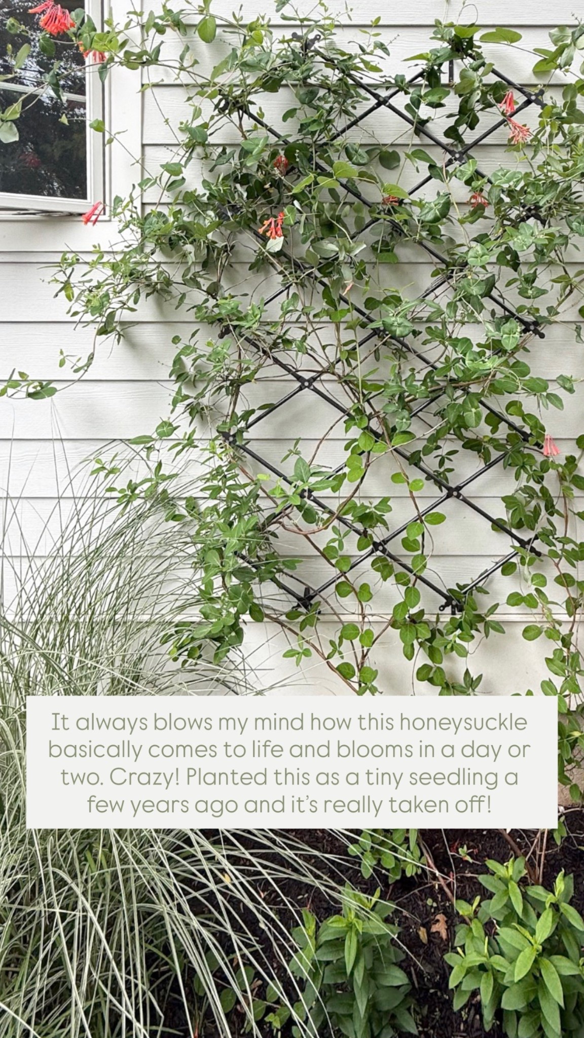 Love this wall trellis! It was a great Amazon find that I came across a few years ago and has held up perfectly. Might add another to the other side of our house soon!

Garden, backyard inspo, Amazon home, Amazon find, spring backyard, summer backyard, diy, gardening, garden 

#LTKHome #LTKselfcare #LTKSeasonal