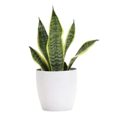 12" Live Snake Plant in Pot Thorsen's Greenhouse Base Color: White | Wayfair North America