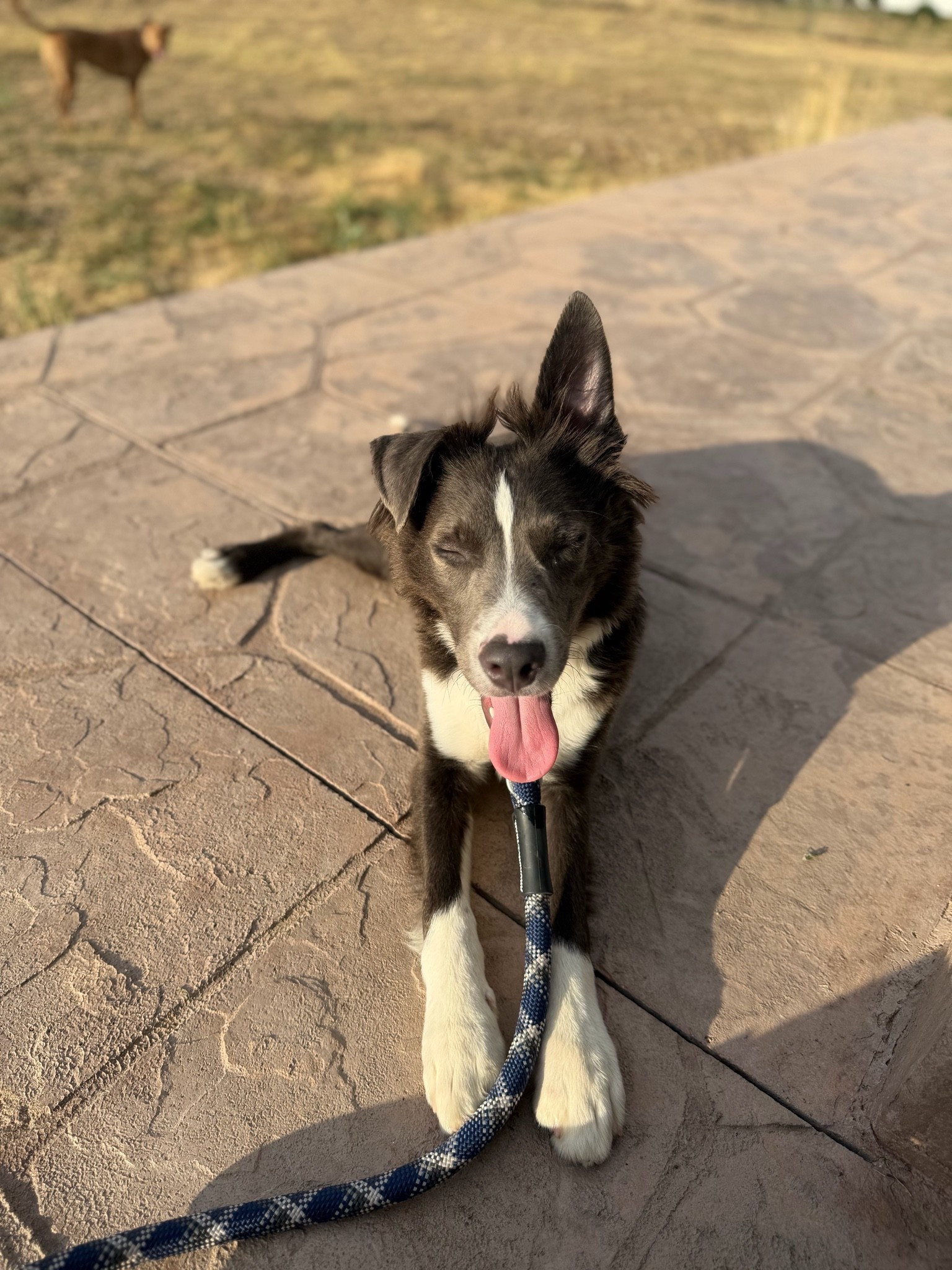 Our favorite leashes are the rope-style ones. They’re incredibly durable for our outdoor lifestyle and have lasted us a long time. Even with our six-month-old puppy trying to chew on them, they’ve held up so well.

#LTKmomlife #LTKHome #LTKdayinmylife
