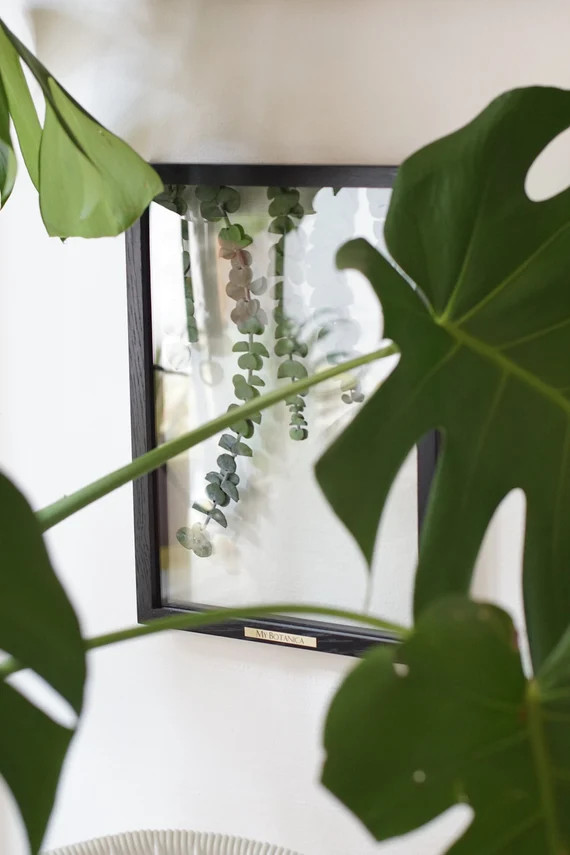 Framed Baby Blue Eucalyptus Leaves, Pressed Plant Art by MyBotanica | Etsy (US)