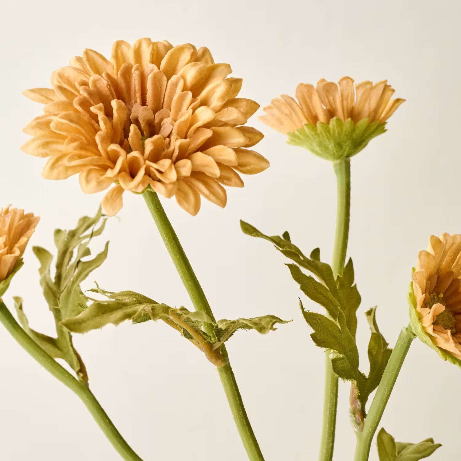 Wheat Mini Zinnia Bundle | Magnolia