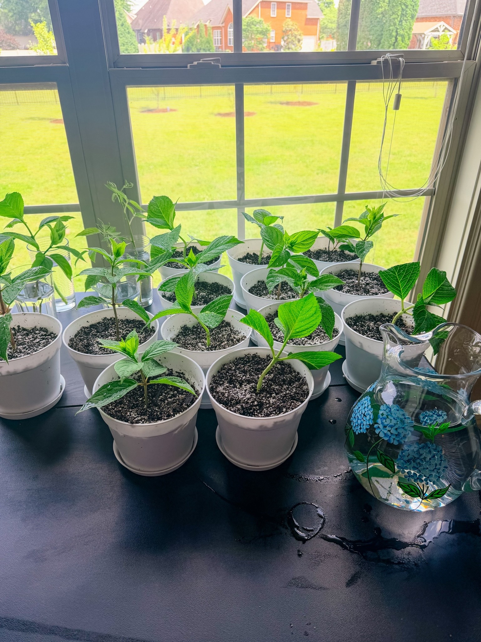 Update on my hydrangea propagations!! I transplanted them to pots today!! They’ve been sitting in water for a little over two weeks, and I felt like we were close to some root sprouts!! Dipped them in a bit of root hormone & set them up in a mix of potting soil + perlite!!! I am SO excited to see how this goes…more updates to come!!

#LTKSeasonal #LTKHome