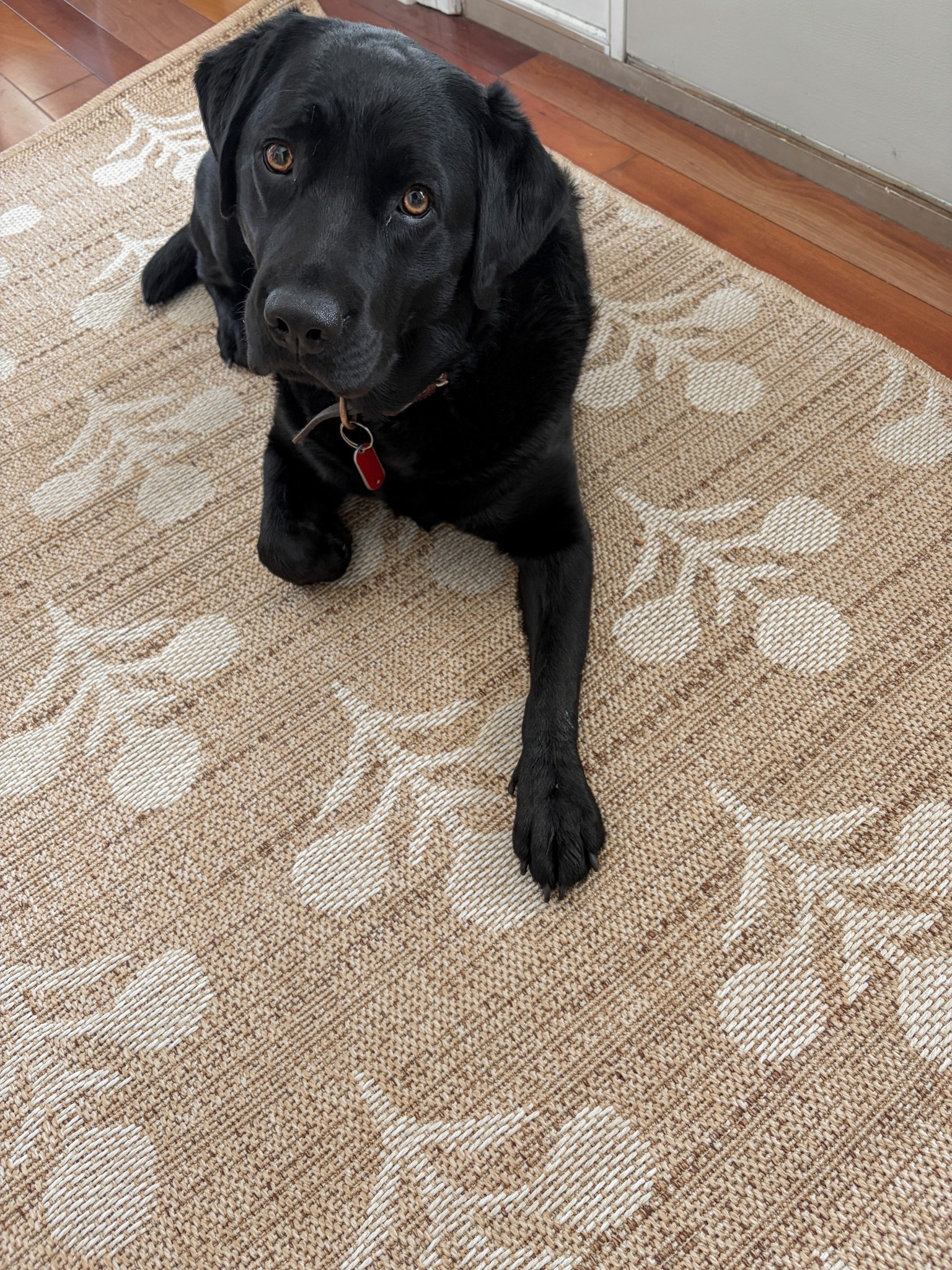 New rug for our entry way and someone likes it very much 

#LTKSaleAlert #LTKHome