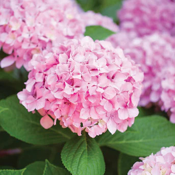 Garden State Bulb Pink Beauty Hydrangea Flowering Shrub in 2 -Pack Bare root 2.0 -Pack with Pink ... | Lowe's