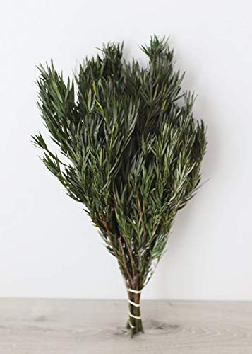 Vickerman 12" Green Salignum Bundle - Dried - Includes 6-7 oz Bundle - Natural Product - Dried Plant Bundle - Greenery for Home Deco - Decorative Foliage - Green Accent | Amazon (US)